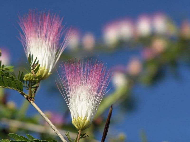 The Travel Directors