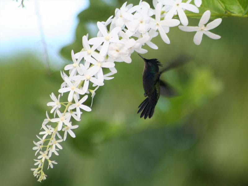 The Travel Directors