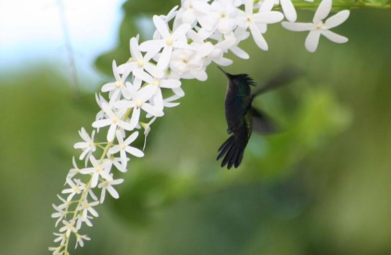 The Travel Directors The Travel Directors