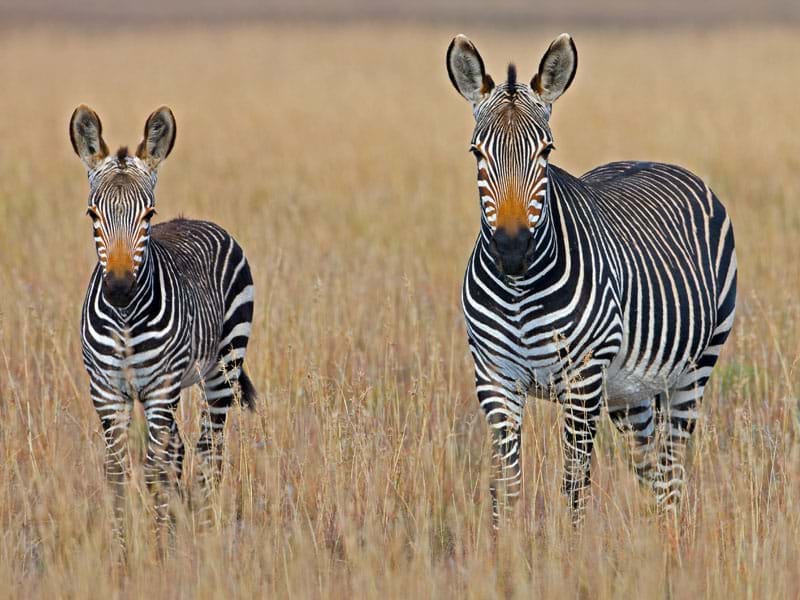 The Travel Directors