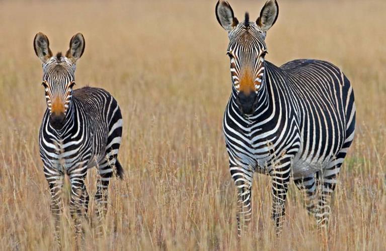 The Travel Directors The Travel Directors