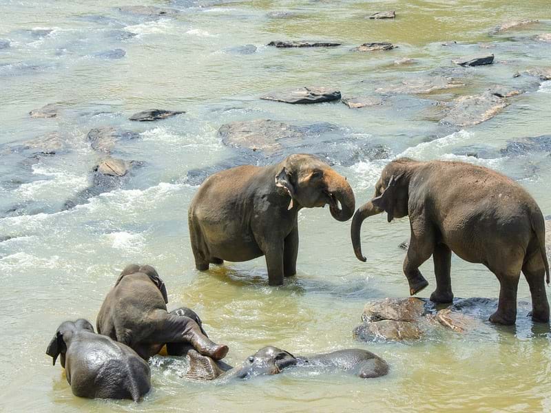 The Travel Directors