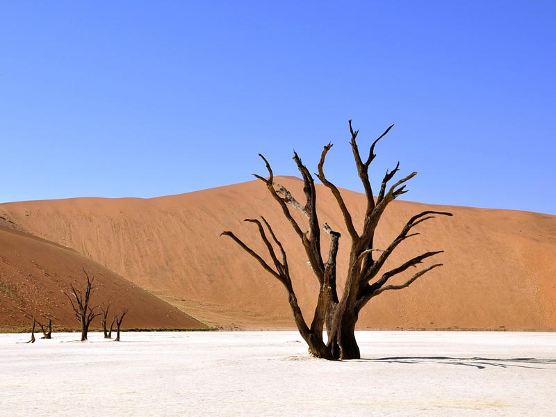 The Travel Directors