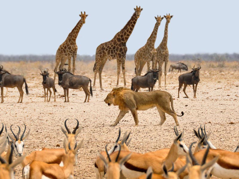 The Travel Directors