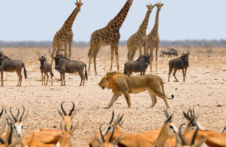 The Travel Directors The Travel Directors