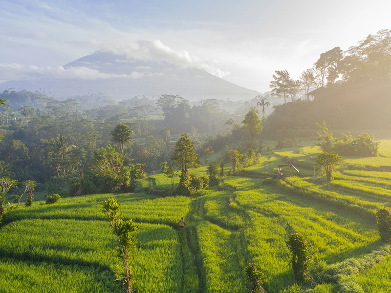 The Travel Directors