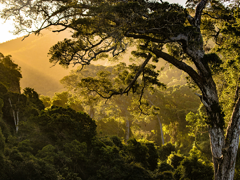 The Travel Directors