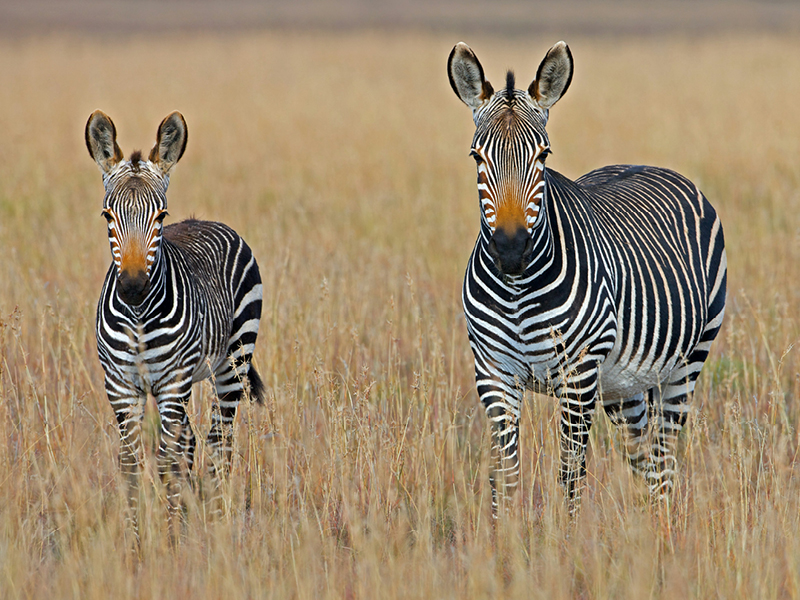 The Travel Directors